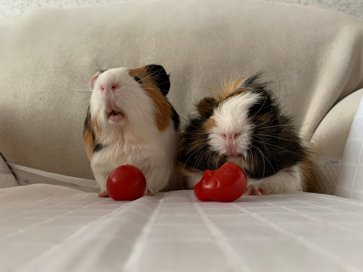 Мои ресторанные критики