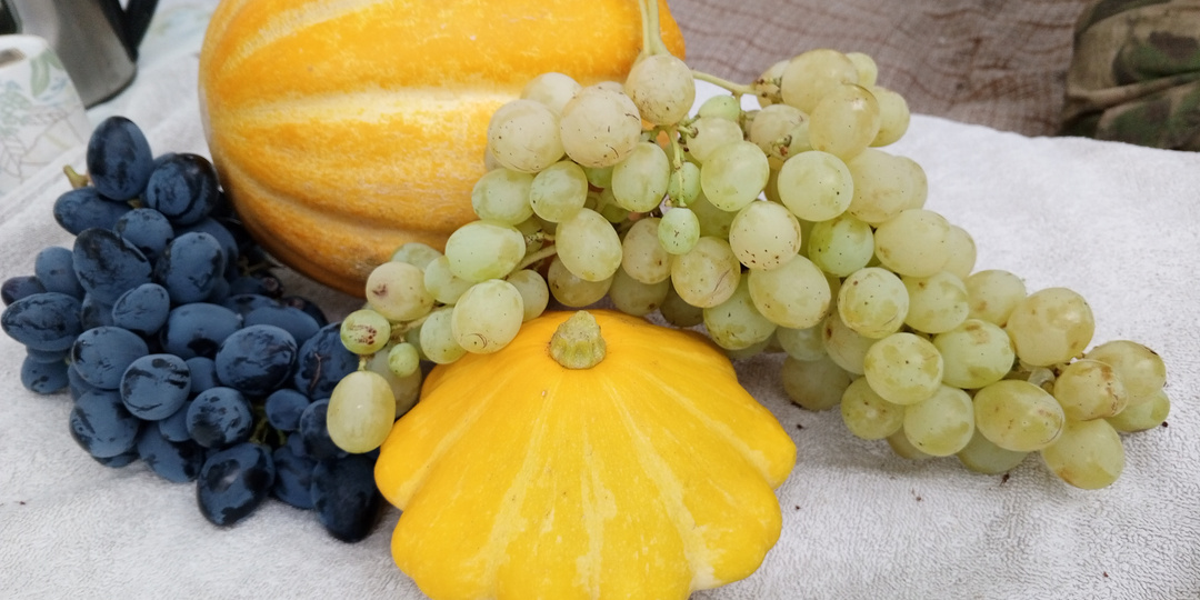 Почему черенки винограда не укореняются?