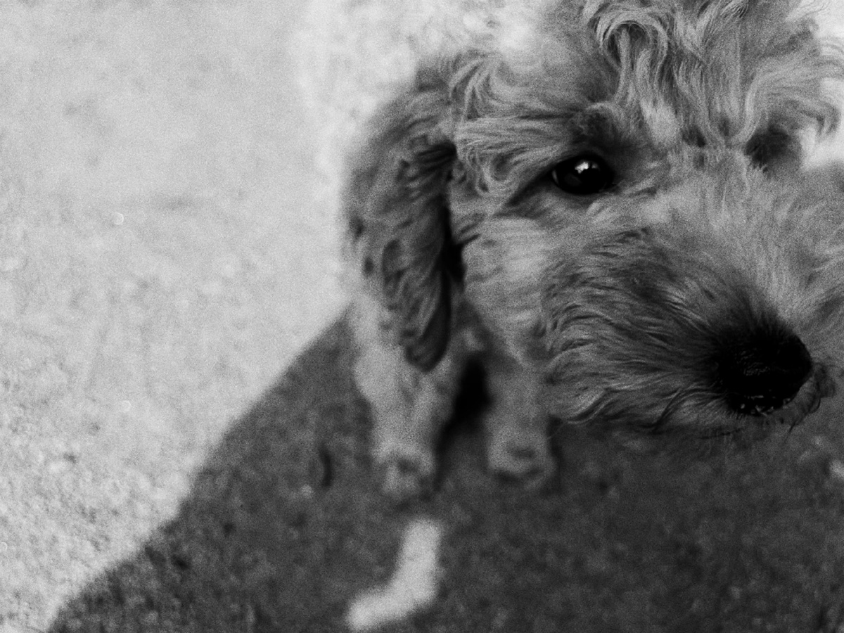 Той-пудель Монти