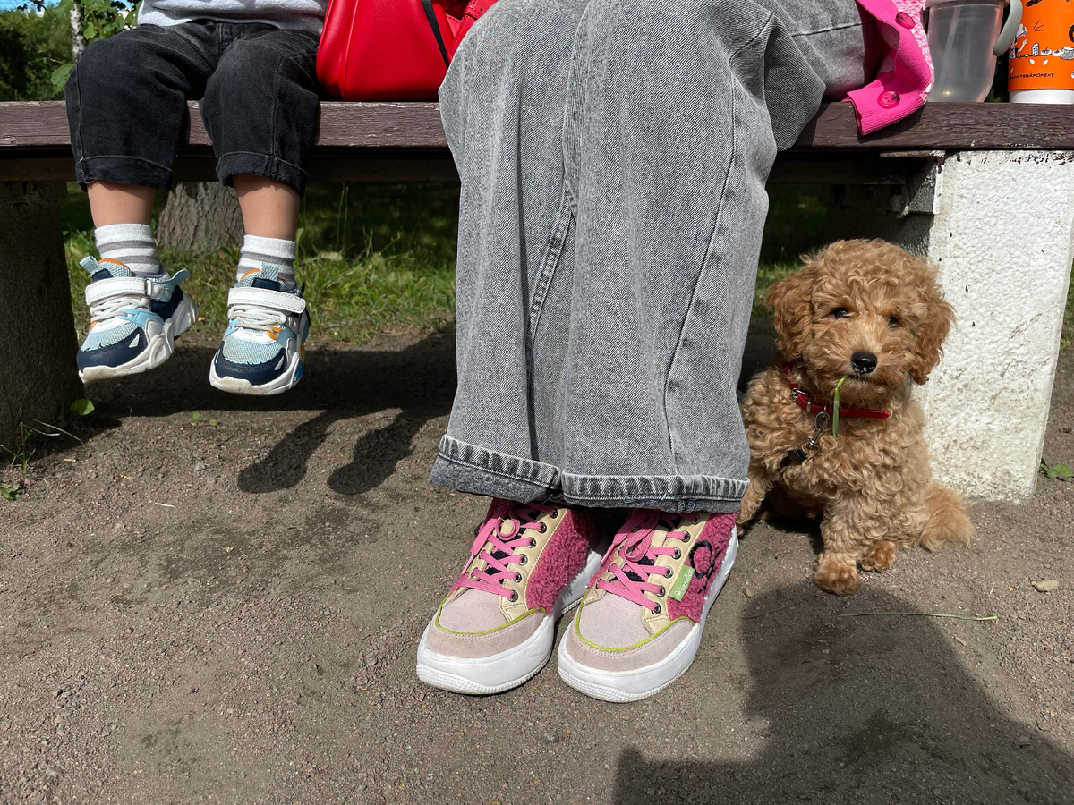 Той-пудель похож на породу Мальтипу, да?