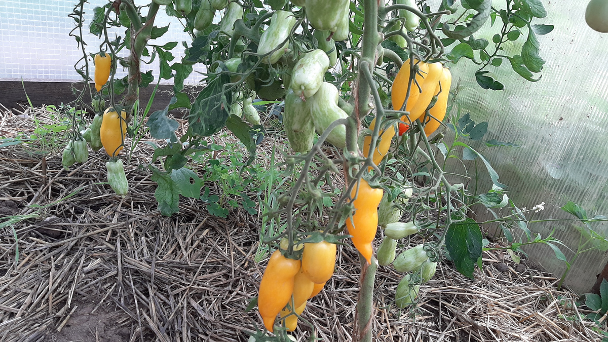 Томат «Банановые ноги» 