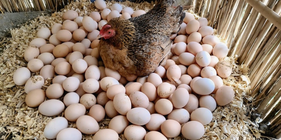 Прошлые зимы куры неслись плохо, пока я не изменил одну мелочь. Результат появился быстро, и яйца пошли без остановки.