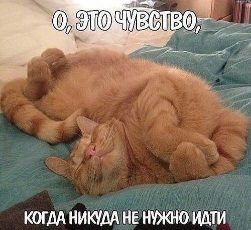 Мемы с хвостатыми-усатыми мурлыками для хорошего настроения