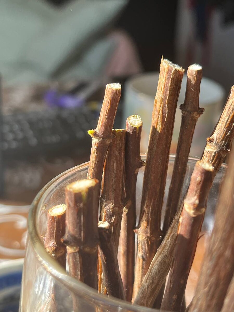 8 марта – проклевываются почки. Ура!