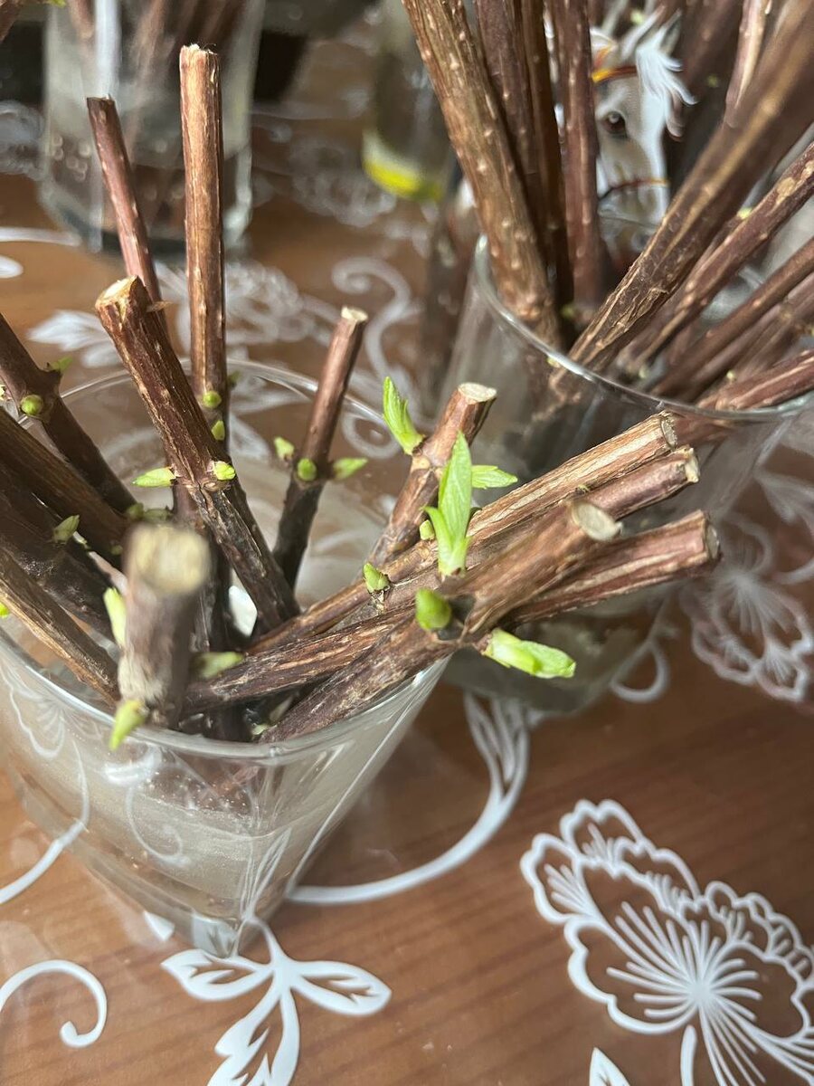 14 марта, почки продолжают расти, но еще малы для черенкования.