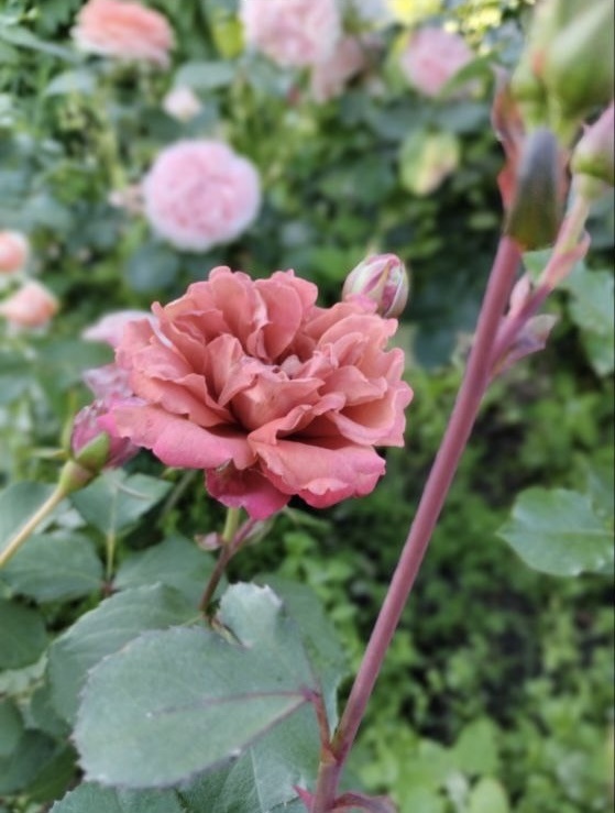 Ча-Ча ( cha-cha)