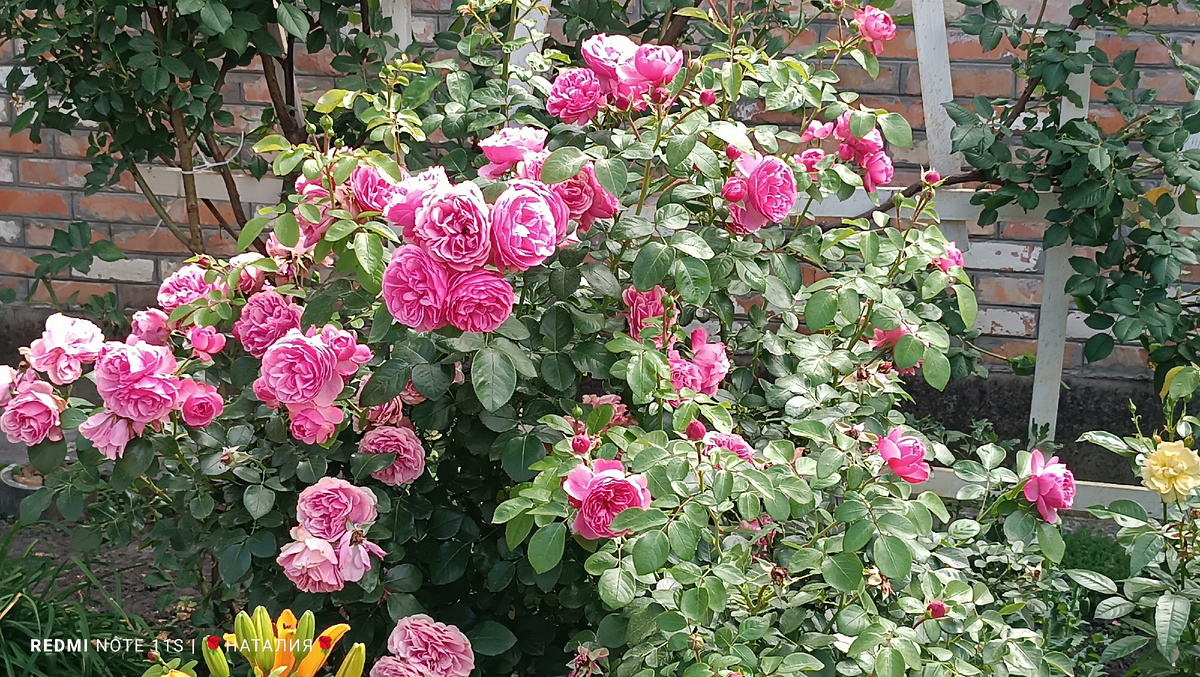 Роза «Леонардо да Винчи» (Leonardo da Vinci)