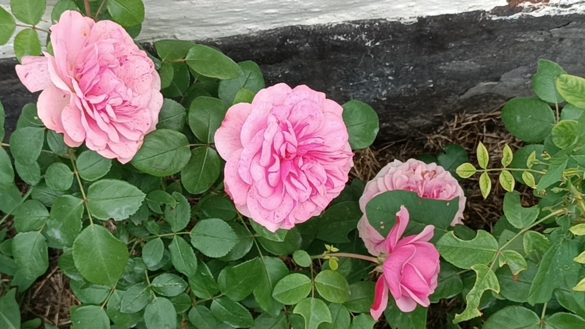 Роза «Леонардо да Винчи» (Leonardo da Vinci)