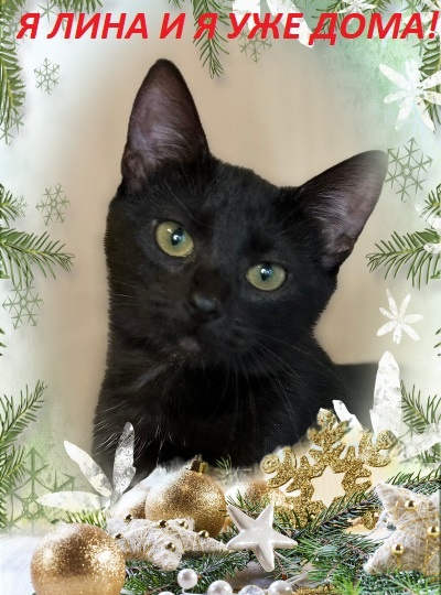 Урраа! Лина УЖЕ ДОМА!🏡🐾