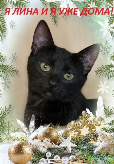 Я Лина, спасибо вам огромное за вашу помощь в поиске мне дома! 🏡