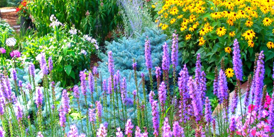 Как создать клумбу цветущую все лето: посадите эти цветы и любуйтесь красивым цветением все лето