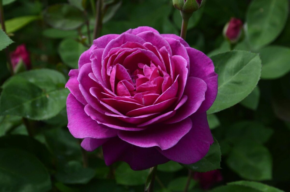 Роза Хайди Клум.