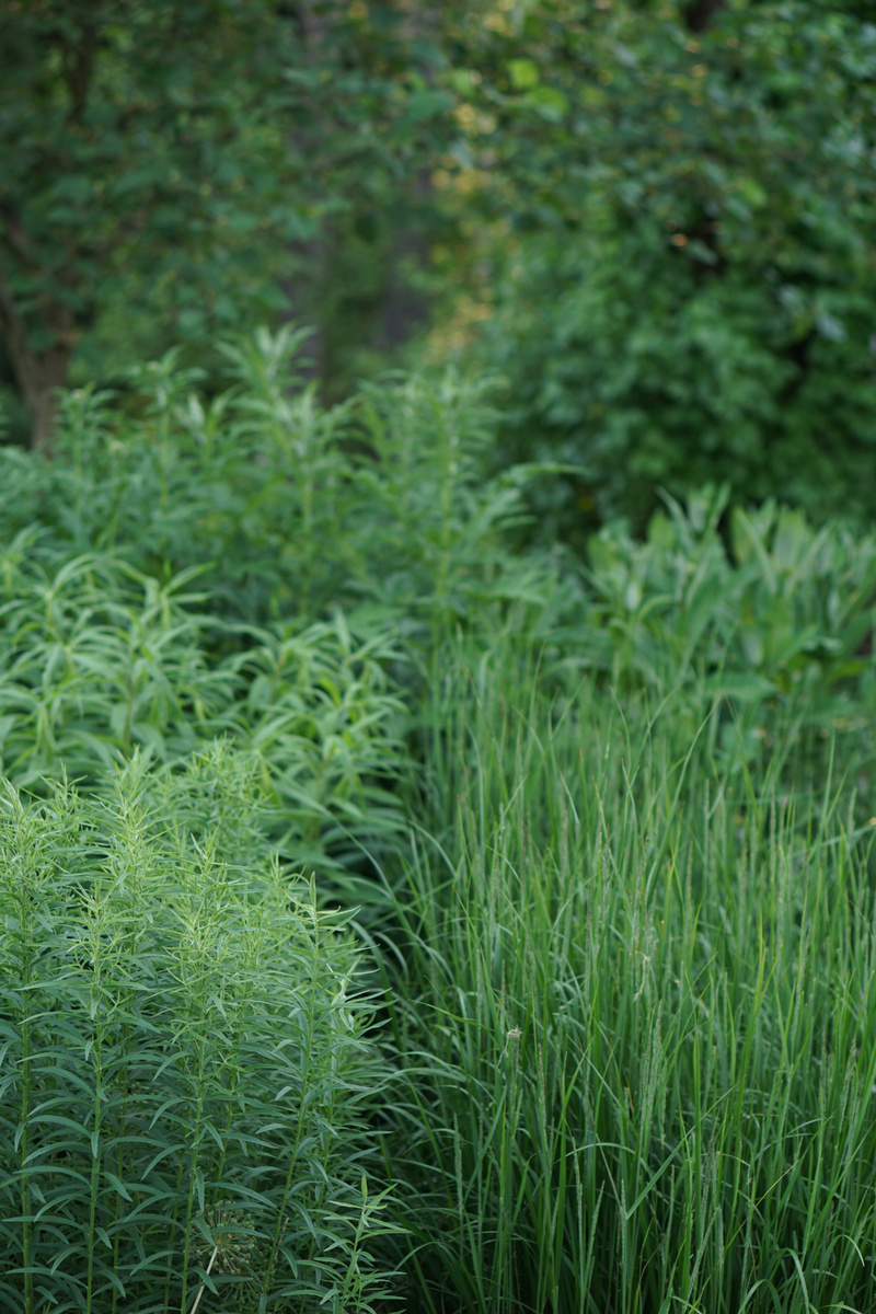 5. Вейник остроцветковый «Karl Foerster» в июне