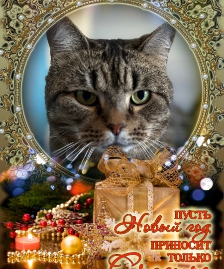 😺Брутальный метис британца Васенька ждёт Чуда в этом году!🙏✨