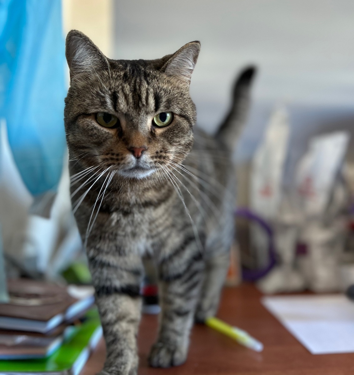 Васенька очень красивый, умный, обаятельный котик 🐈💖