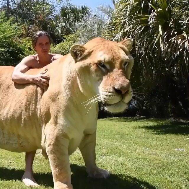 Источник: Nickolas_Zannithakis / reddit.com/r/interestingasfuck/comments/1qgbltc/liontiger_hybrids_that_arise_from_a_male_lion_and/ 