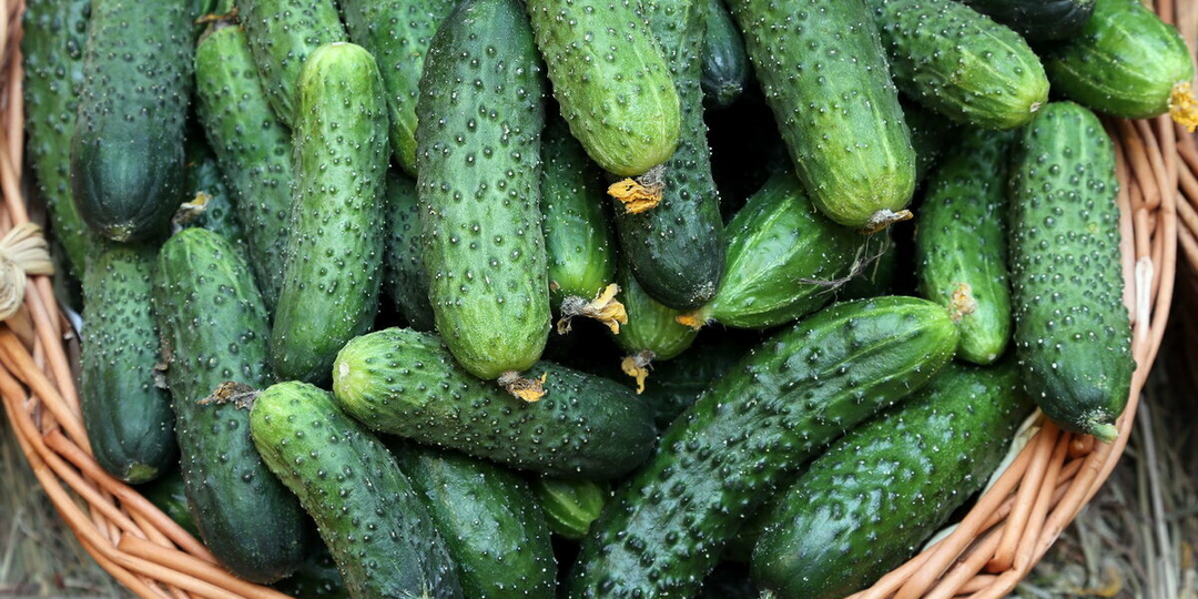 По отзывам огородников я эти сорта огурцов выращиваю не один год