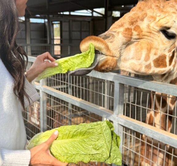 Пресса США и Великобритании сообщает новость: Меган кормила огромными зелеными листьями салата жирафа в зоопарке и садах Ливинг Дезерт в Па
