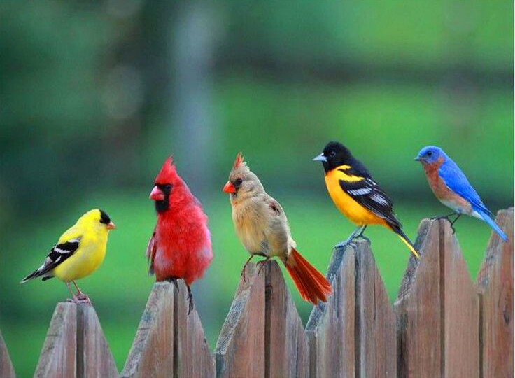 Удивительный мир птиц: Факты, которые вас поразят!