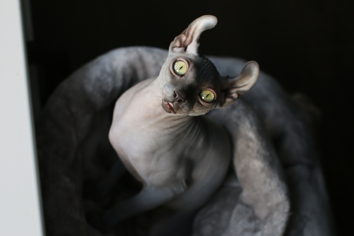 Деньги есть? А если найду? (с) Эль