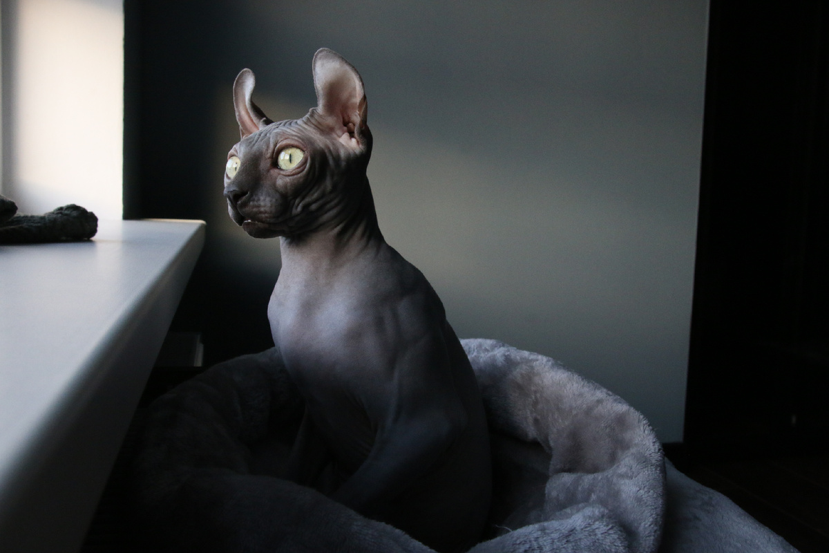 А еще весь дом будет в кошачьих игрушках, лежанках и полочках активности 