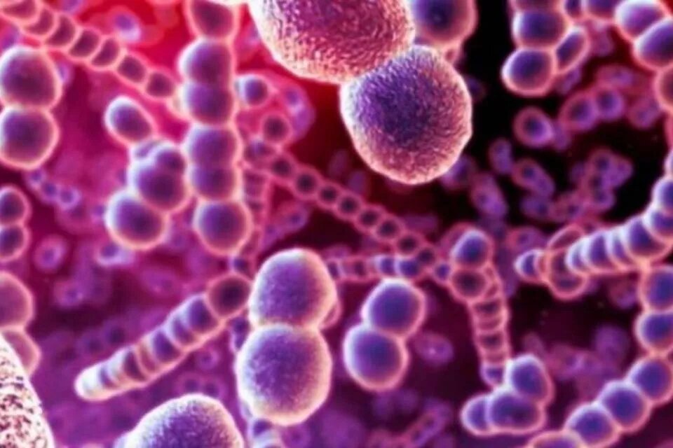 Стрептококковая инфекция