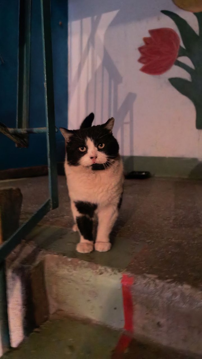 Такой добротный кот вынужден был скитаться на морозе. Фото из архива автора