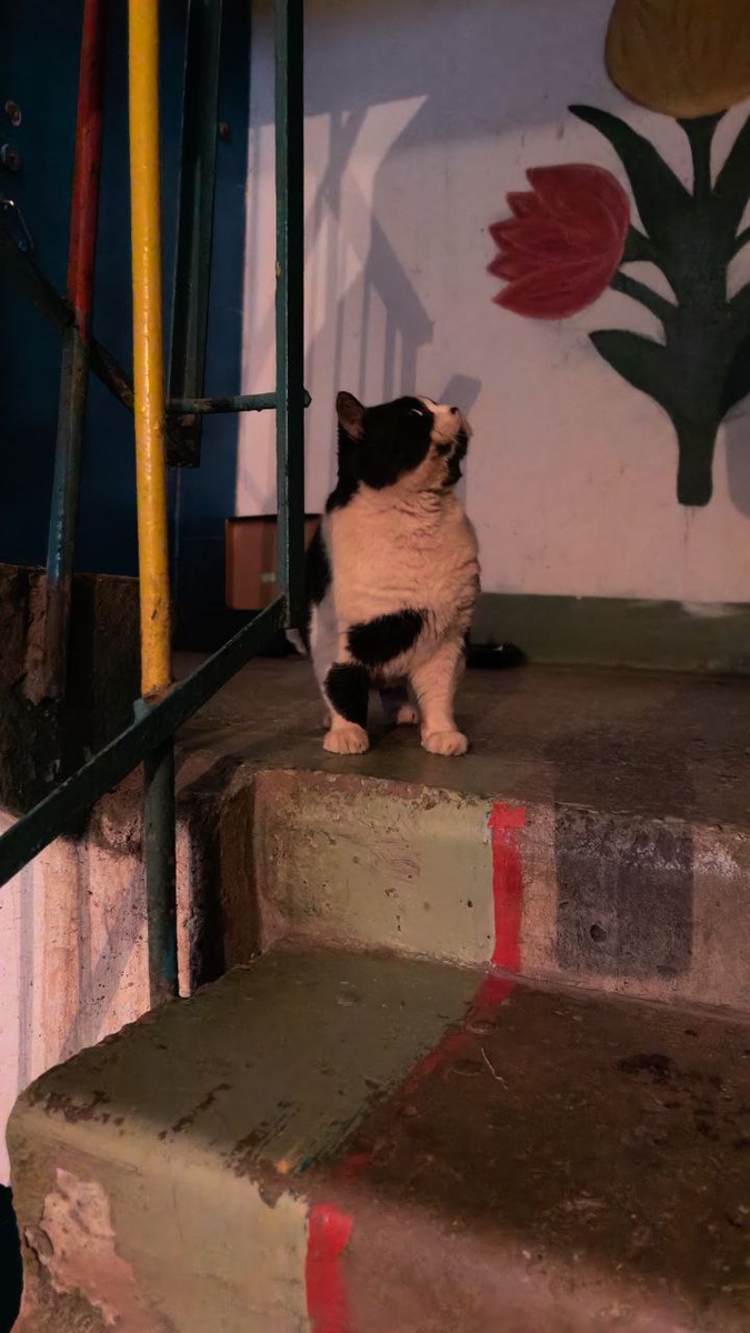 Проверяет, на месте ли спасительница, которая его в обиду не даст. Фото из архива автора