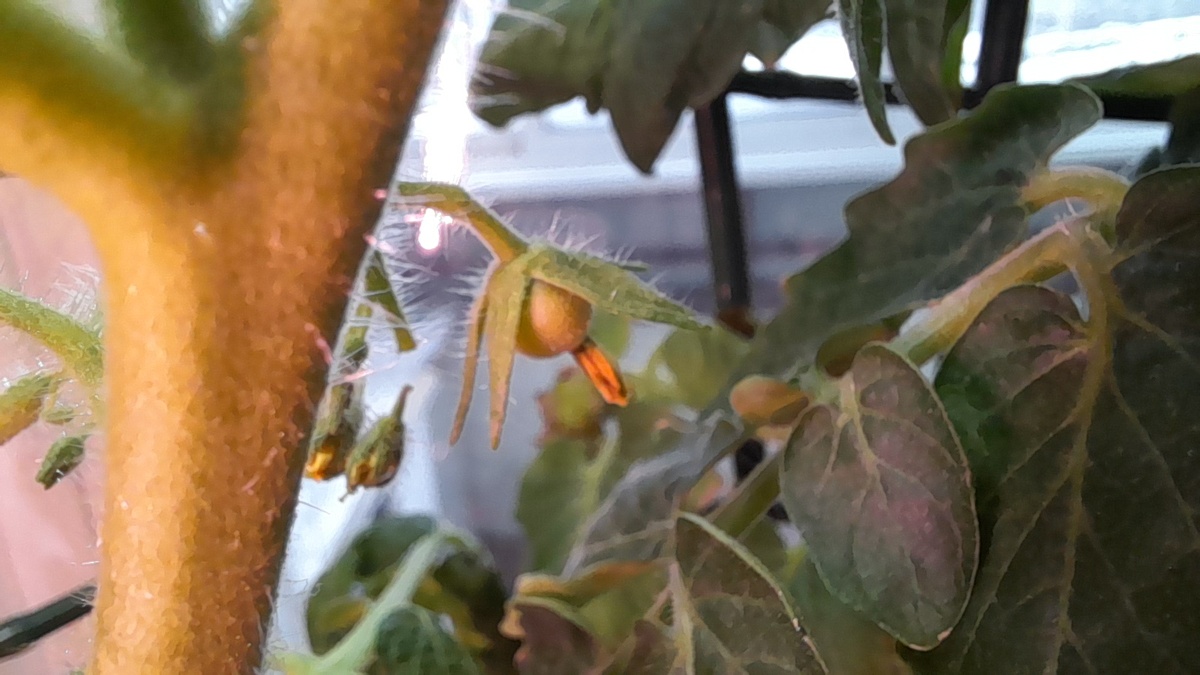 Черри на окне