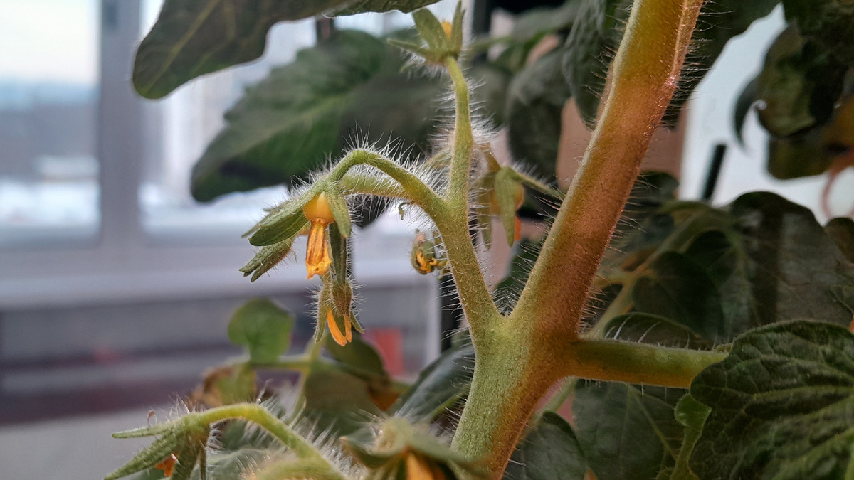 Слева малюсенький черри