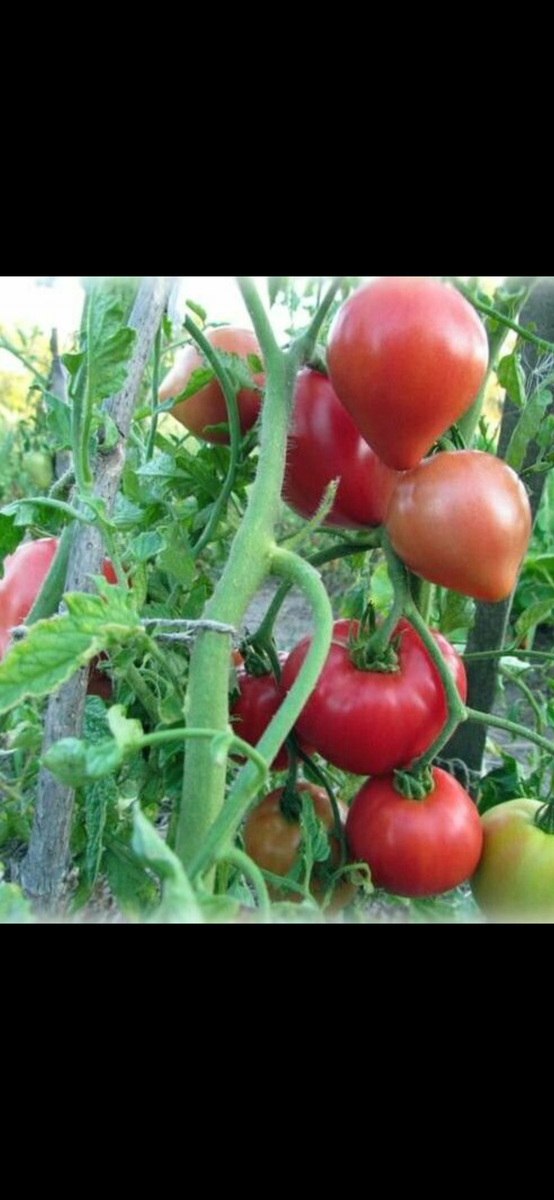 Больше всех нас порадовал томат сорта "Батяня".Это действительно томат,так томат,он с трудом помещается в ладони его размер  очень большой.