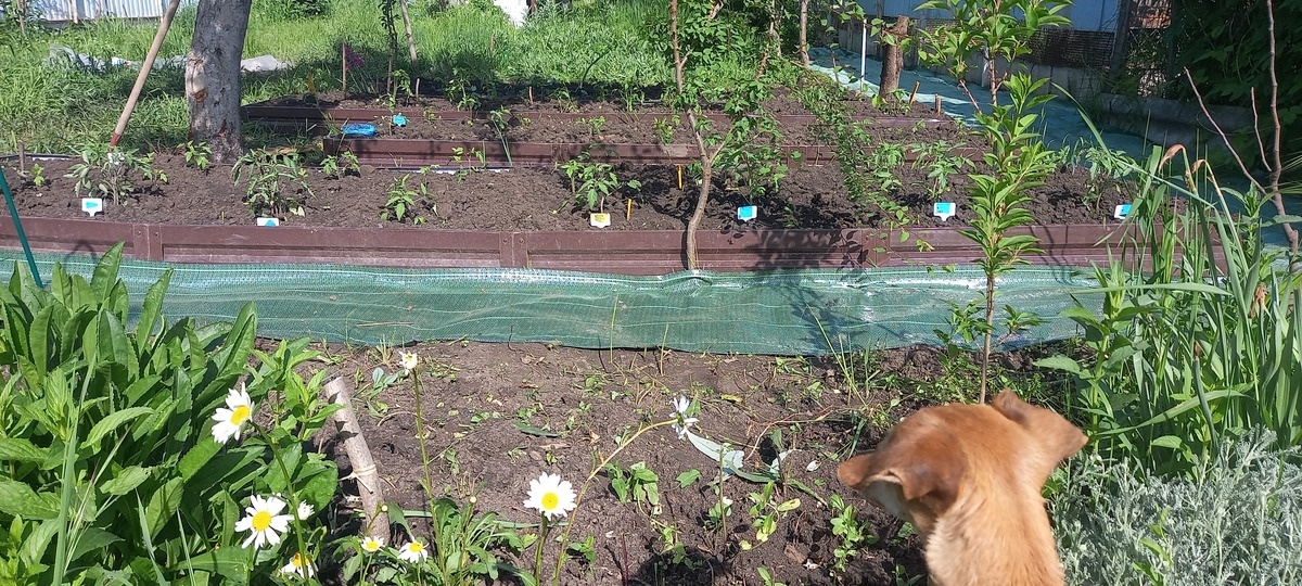 Укладка тропинок