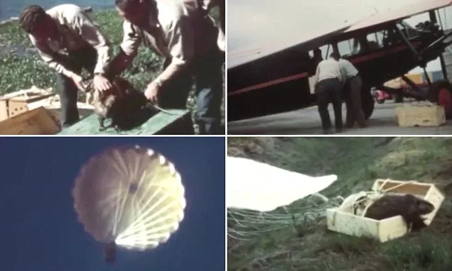 Подготовка - Взлёт - Парашют - Приземление. 