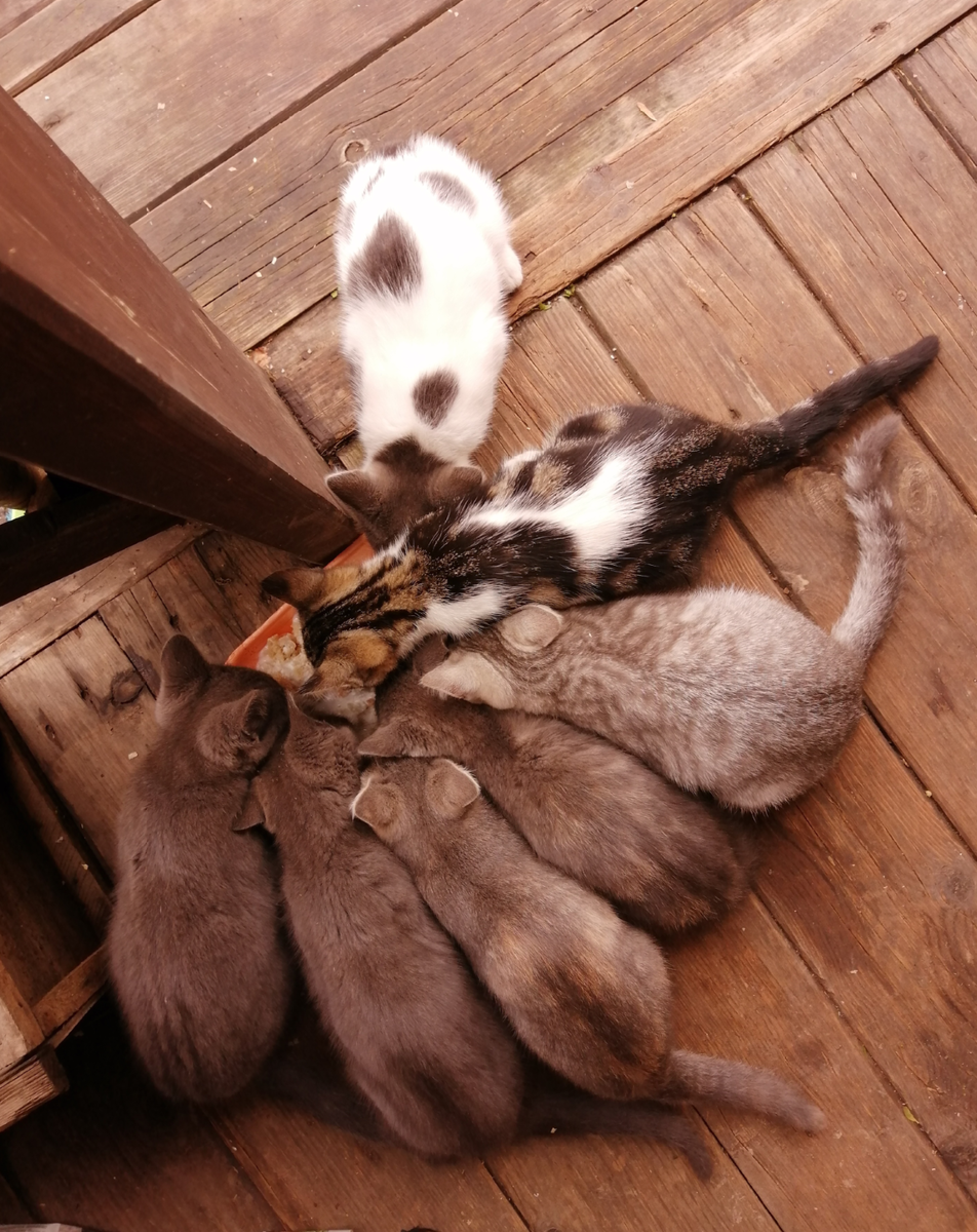 Котята у нас всеядные.