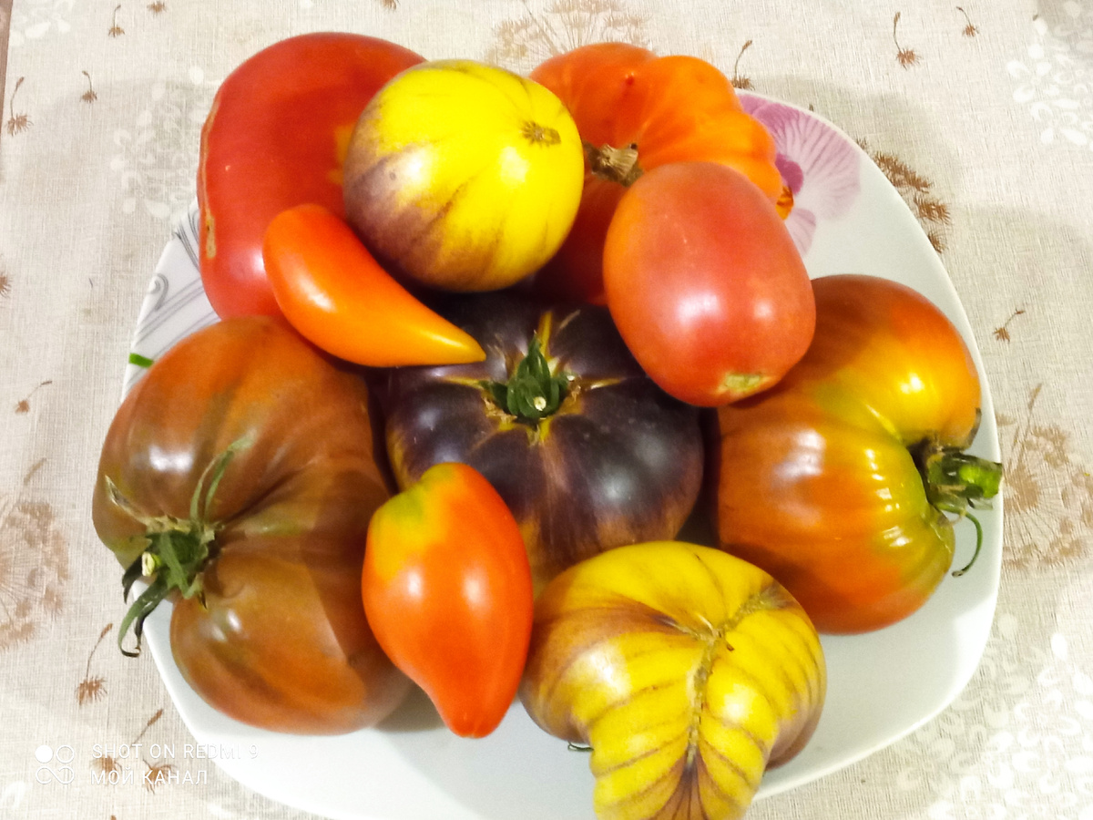 Помидорчики. Фото автора.