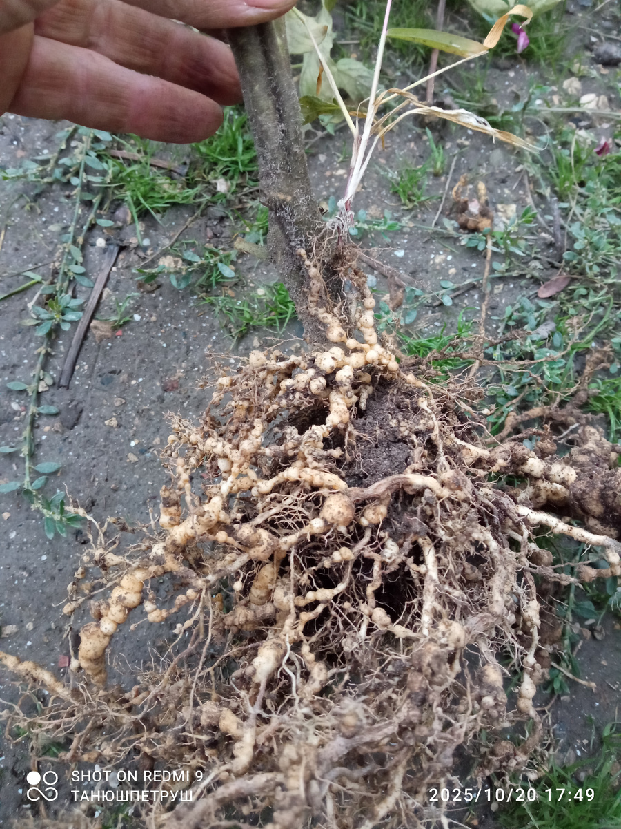 Нематода на томатах. Фото автора.