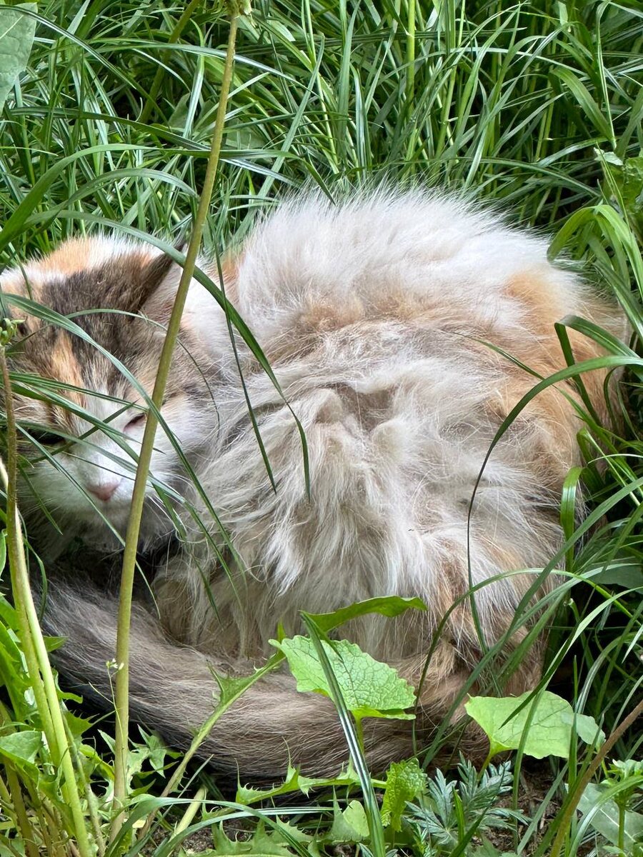 Ещё одно летнее фото Радуги в травке, куда она точно уже больше не вернётся