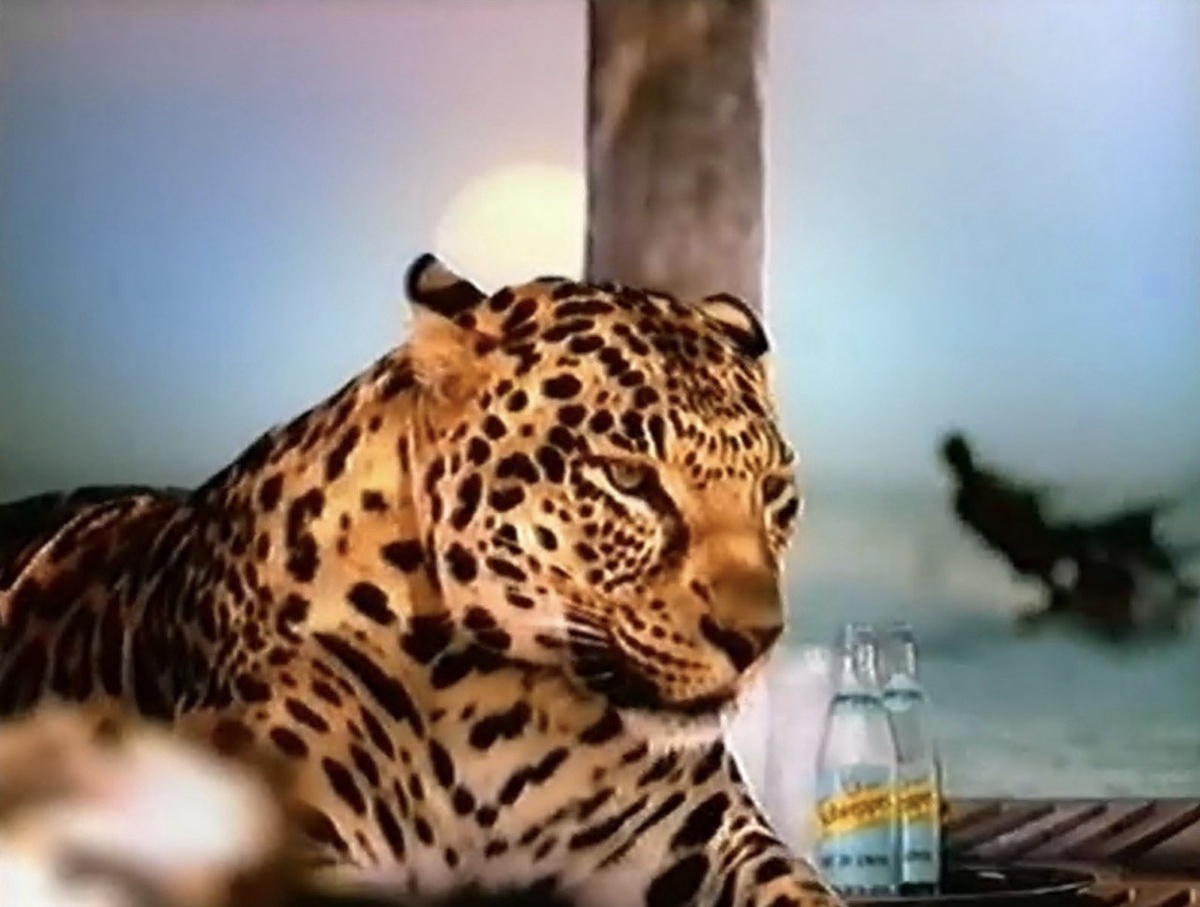 Аллигатор за кадром пошёл разбираться с отдыхающим, который облил водой кошечку