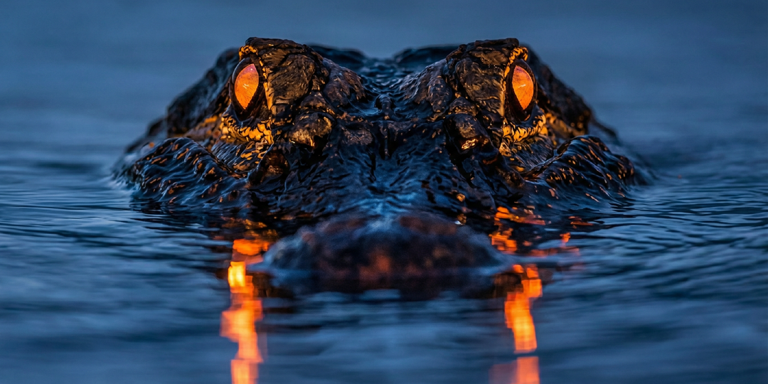 Почему крокодил не тонет, несмотря на огромный вес