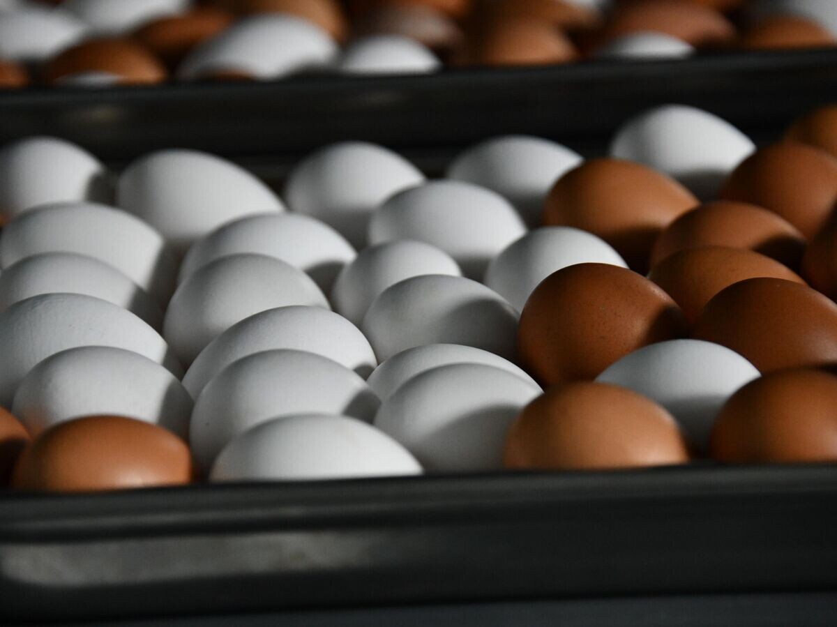    Куриные яйца | © РИА Новости / Евгений Епанчинцев