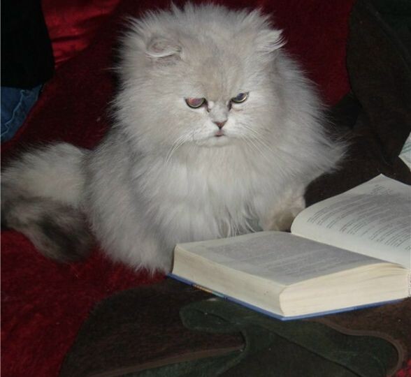 «Смотрит в книгу, а видит...»