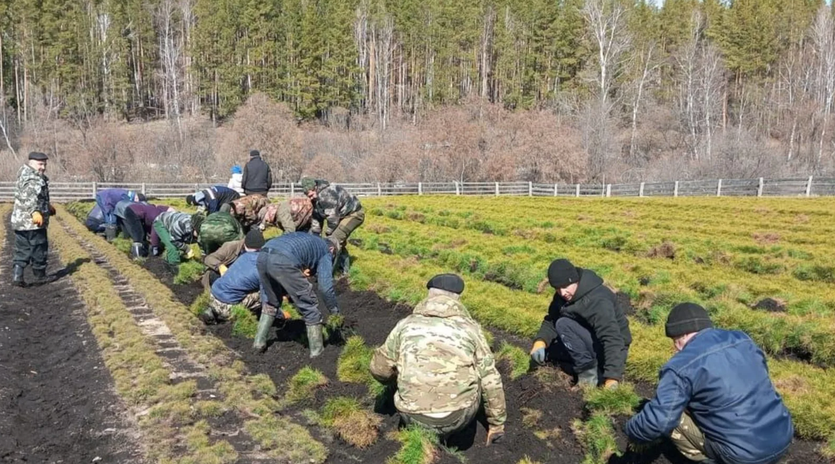     Башҡортостанда бер йылда 14 мең гектарҙан ашыу урман тергеҙелгән