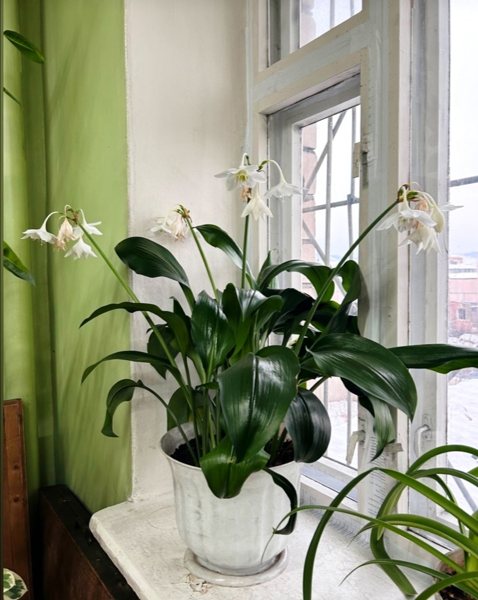 Эухарис крупноцветковый