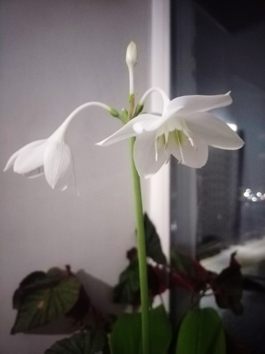 Цветок эухариса