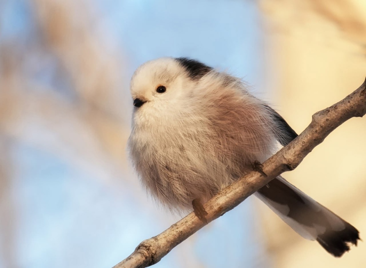 Ополовник в омском дендросаду / Автор: Марина Мочалова / Источник: Управление по охране животного мира Омской области