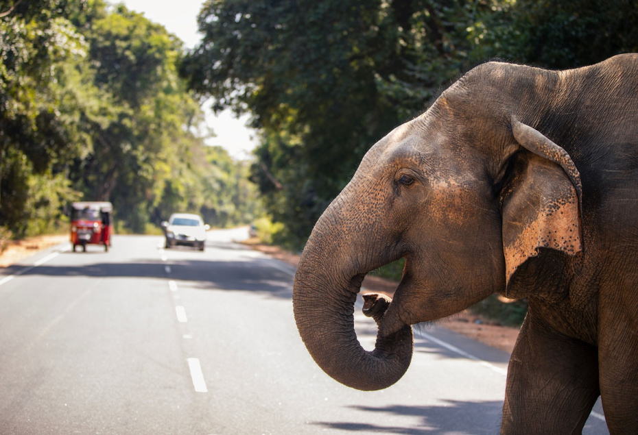    Shutterstock/FOTODOM