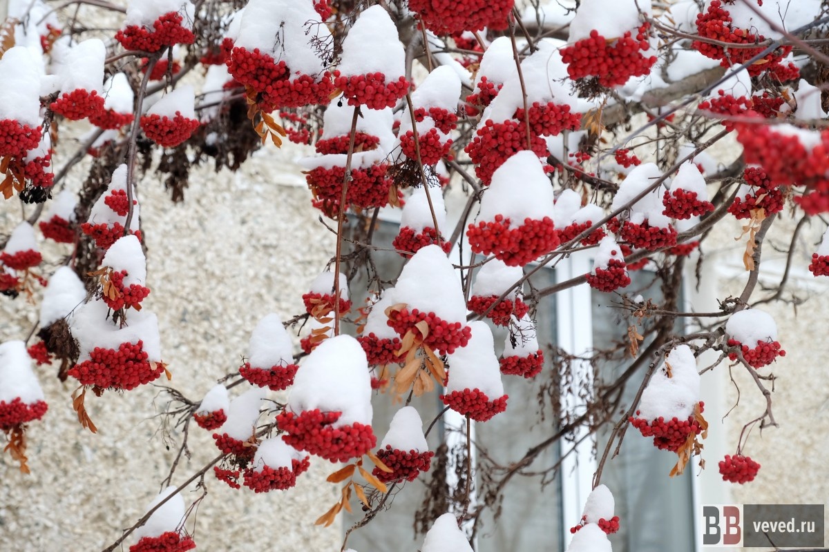     Фото: Вечерние ведомости
