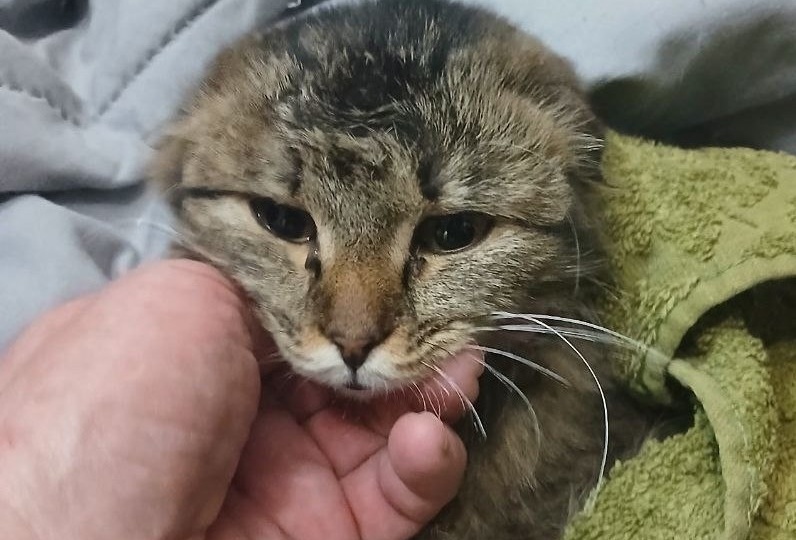 Омичка спасла кошку, примерзшую к крыше гаража