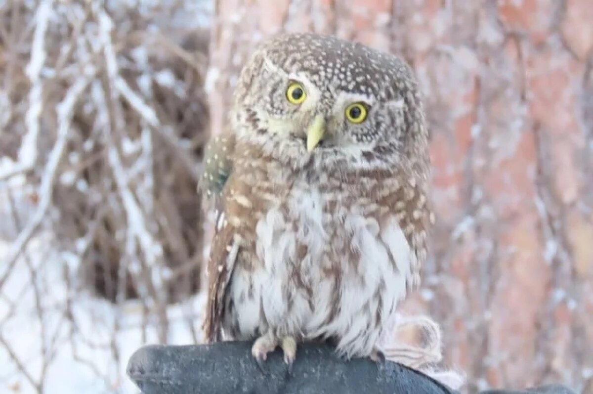    Новосибирский волонтёр приютила редкого сычика с поломанным крылом