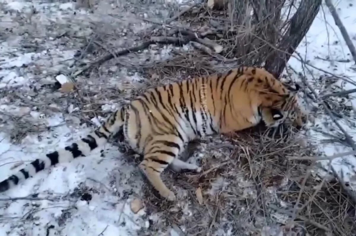    Четыре конфликтных тигра поймано в Приморье за 19 дней января